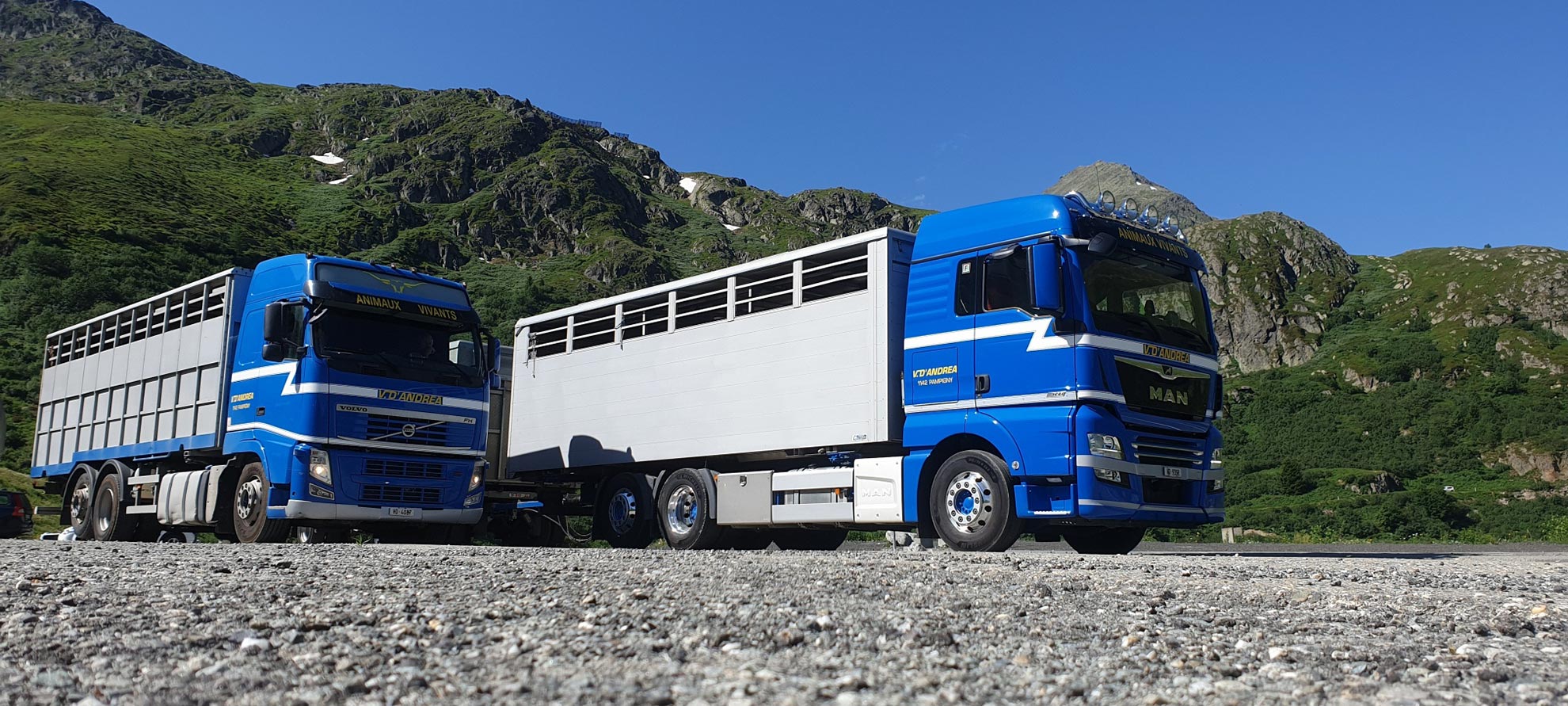 Transporteur de bétail